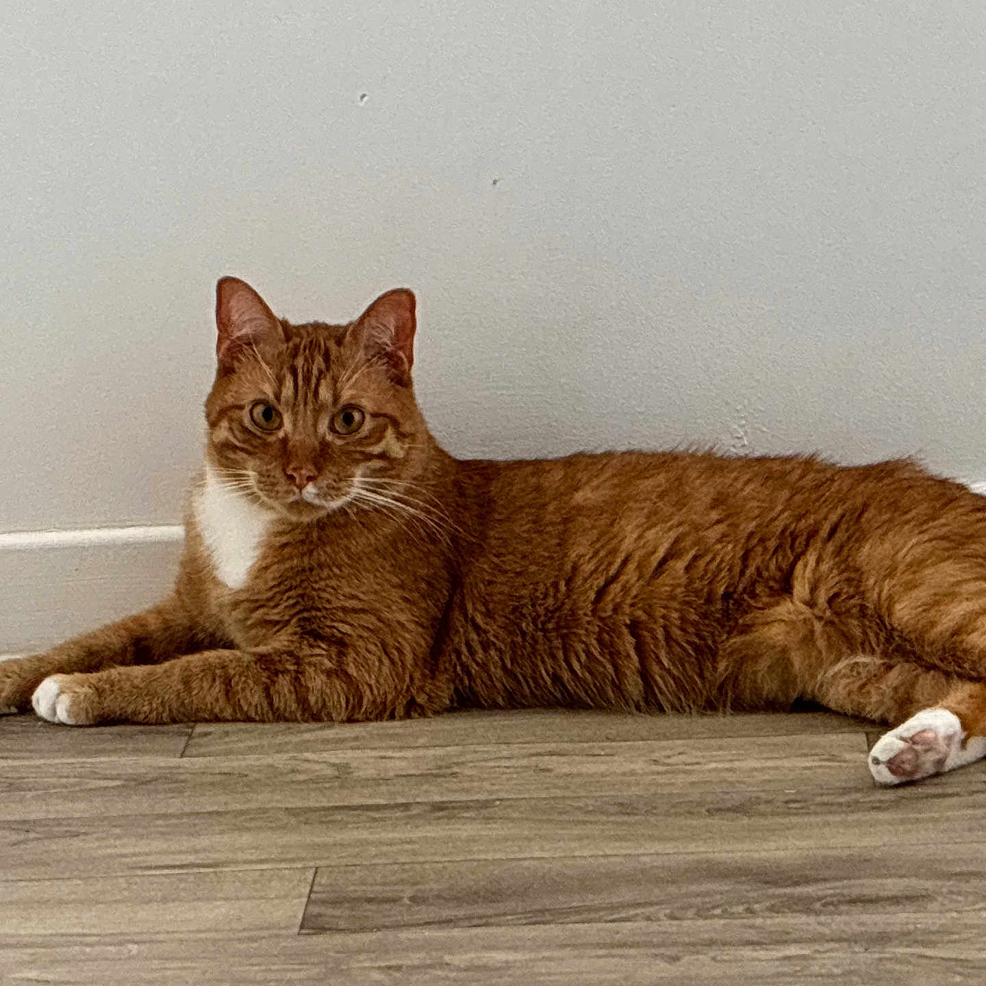 Oliver participe au concours pour gagner de l'argent avec cette photo : animal, cat, curious, domestic_cat, ears, eyes, feline, fur, indoor, lounging, orange_tabby, pet, relaxed, resting, side_view, tail, whiskers, white_chest, white_paws, wooden_floor