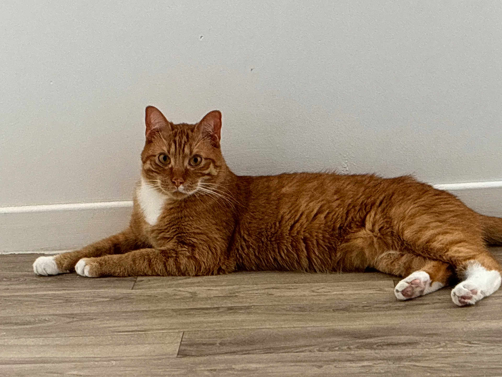 Oliver participe au concours pour gagner de l'argent avec cette photo : cat, orange_tabby, white_paws, white_chest, lounging, wooden_floor, indoor, pet, feline, animal, relaxed, curious, whiskers, ears, tail, eyes, fur, domestic_cat, resting, side_view