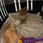 Oliver participe au concours pour gagner de l'argent avec cette photo : kitten, cat, pet_carrier, blanket, toy, feathers, orange_cat, indoor, cozy, soft, curious, small, animal, feline, young, cute, resting, domestic, comfort, playful