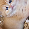 Britney participe au concours pour gagner de l'argent avec cette photo : animal, basket, blue_eyes, cat, close_up, cozy, cute, face, fluffy, furry, ginger_cat, indoor, kitten, pet, photography, portrait, sitting, whiskers, white_fur, woven_texture
