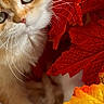 animal, autumn, cat, close_up, cozy, feline, fluffy, fur, golden, green_eyes, indoors, kitten, leaves, nature, orange, pet, portrait, red_leaves, whiskers, yellow_leaves