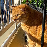Caramelle participe au concours pour gagner de l'argent avec cette photo : cat, ginger_cat, sunlight, balcony, metal_bars, urban, plants, greenery, feline, pet, closeup, outdoor, daylight, whiskers, ears, paws, shadow, wall, window, nature