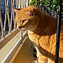 balcony, cat, closeup, daylight, ears, feline, ginger_cat, greenery, metal_bars, nature, outdoor, paws, pet, plants, shadow, sunlight, urban, wall, whiskers, window