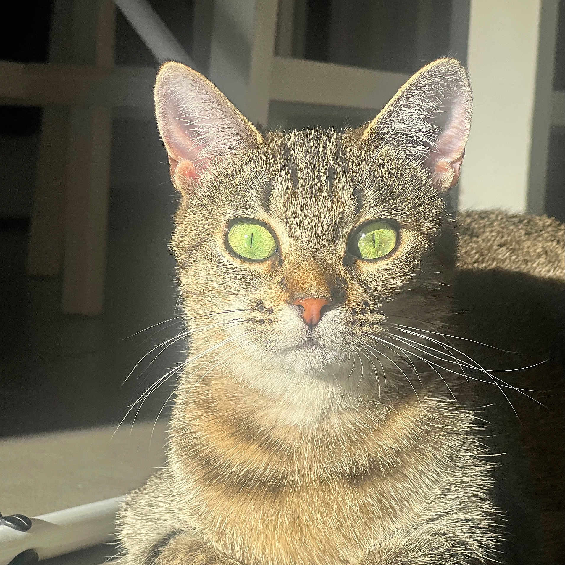 Yüna a rejoint le concours — aidez-le/la à gagner de superbes lots ! alert, animal, cat, close_up, cute, domestic_cat, ears, face, feline, fur, green_eyes, indoor, nose, pet, portrait, relaxed, shadow, sunlight, tabby, whiskers