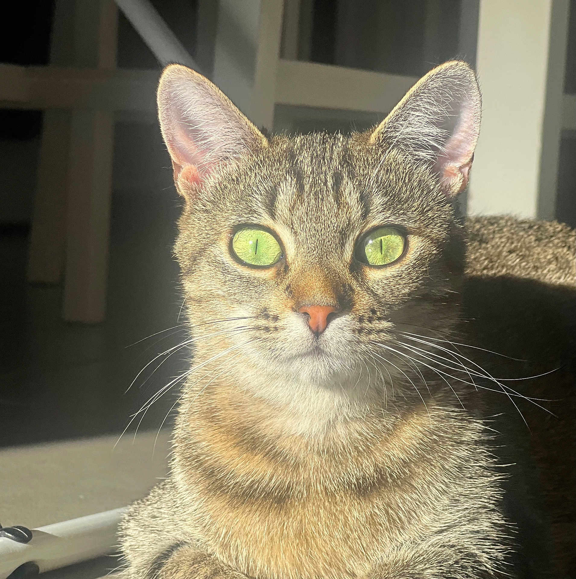 Yüna a rejoint le concours — aidez-le/la à gagner de superbes lots ! cat, tabby, green_eyes, close_up, whiskers, sunlight, indoor, pet, feline, animal, portrait, fur, face, ears, nose, shadow, relaxed, domestic_cat, cute, alert