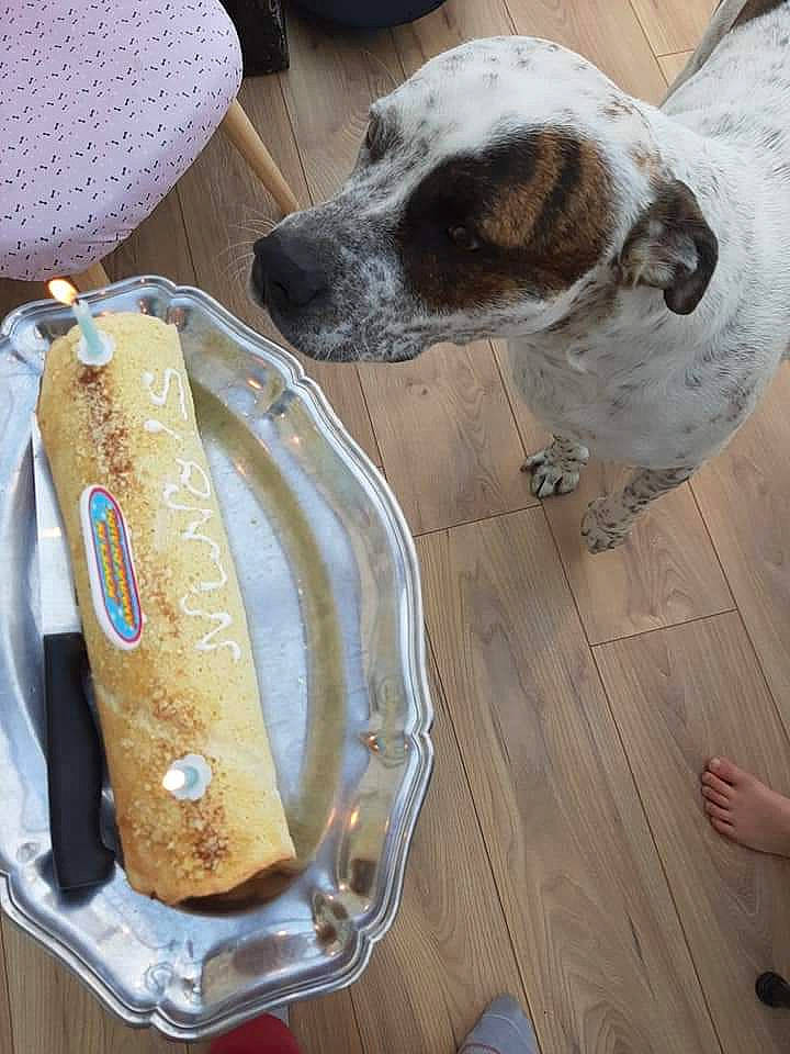 Nino'S participe au concours pour gagner de l'argent avec cette photo : canidae, carnivore, dog, dog_breed, pointer, sporting_group