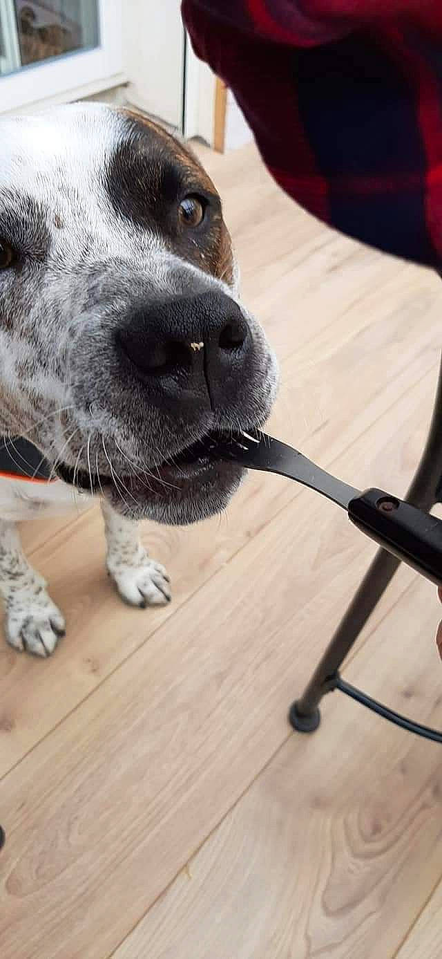Nino'S participe au concours pour gagner de l'argent avec cette photo : canidae, carnivore, dog, dog_breed, german_shorthaired_pointer, great_dane, non_sporting_group, nose, pit_bull, pointer, puppy, snout, sporting_group, whiskers