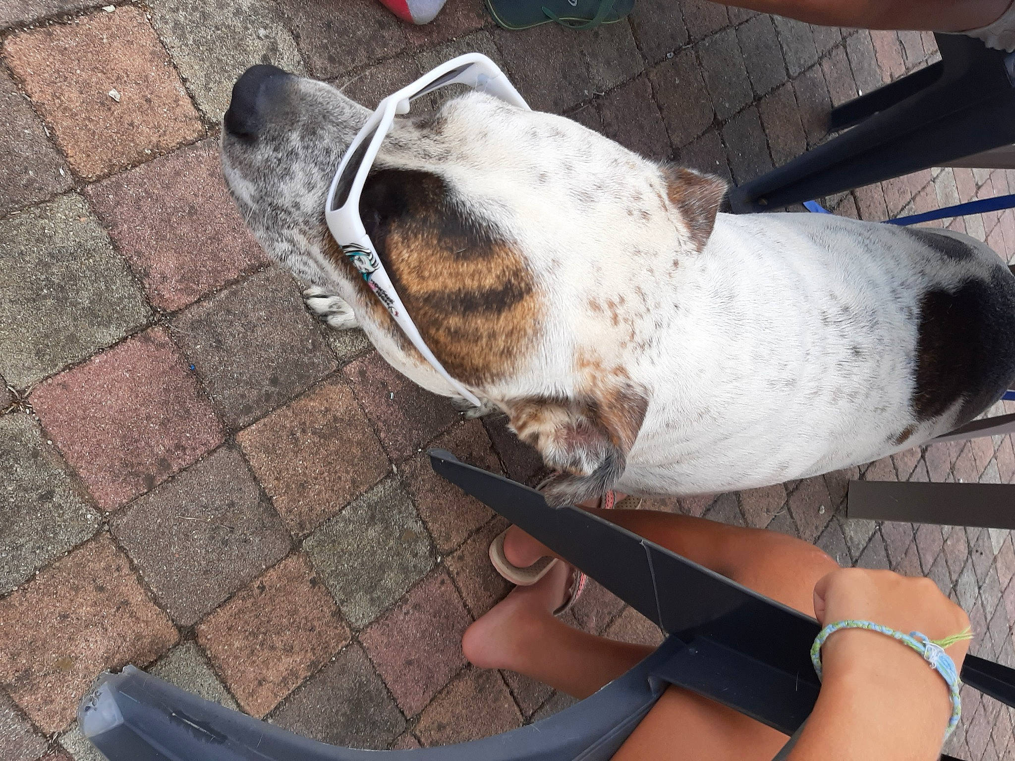 Nino'S participe au concours pour gagner de l'argent avec cette photo : canidae, carnivore, dog, dog_breed, fawn, german_shorthaired_pointer, leg, pointer, sporting_group, tail