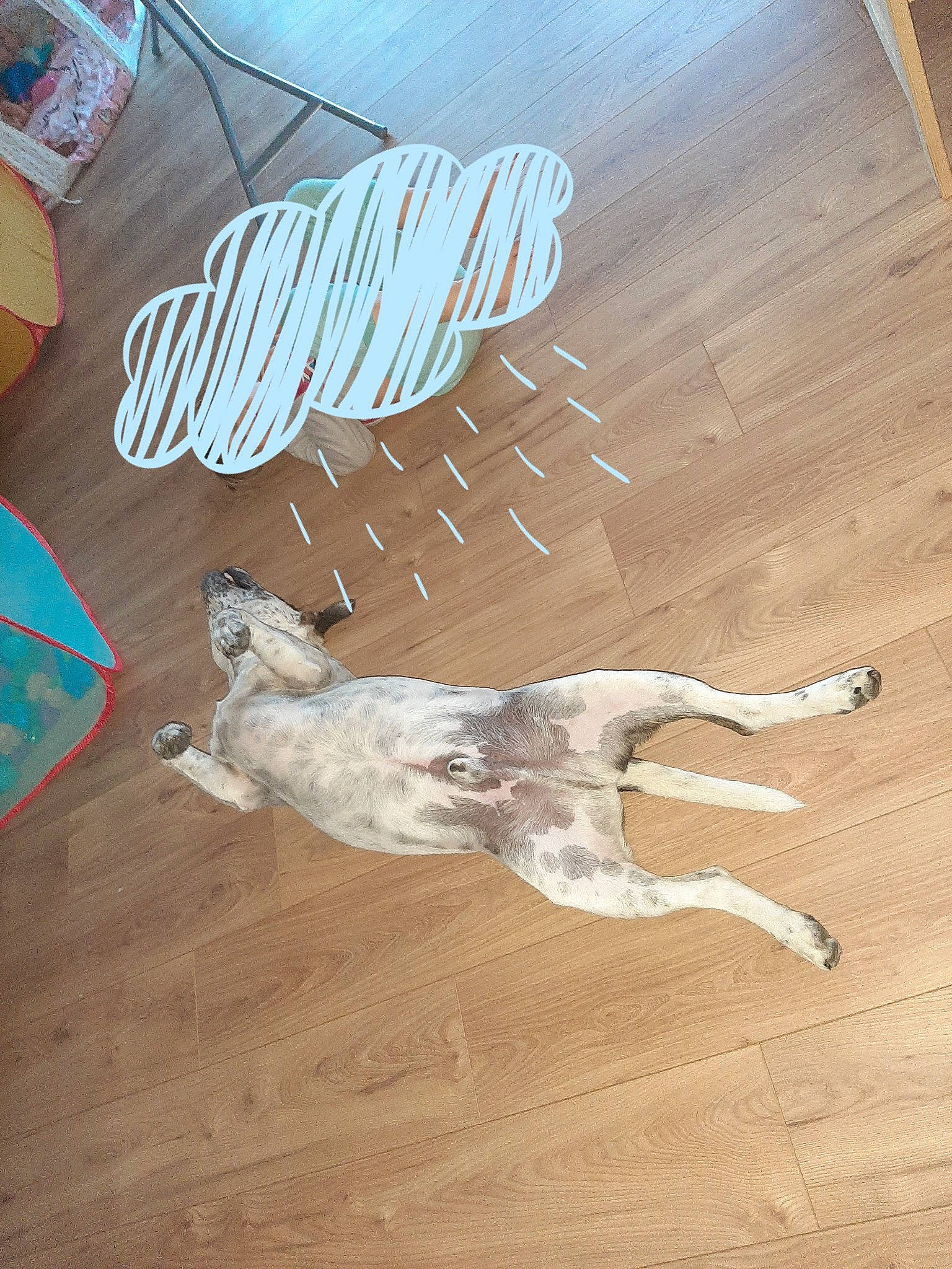Nino'S participe au concours pour gagner de l'argent avec cette photo : canidae, carnivore, dog, dog_breed, floor, flooring, greyhound, hardwood, laminate_flooring, pointer, sporting_group, tail, whippet, wood, wood_flooring
