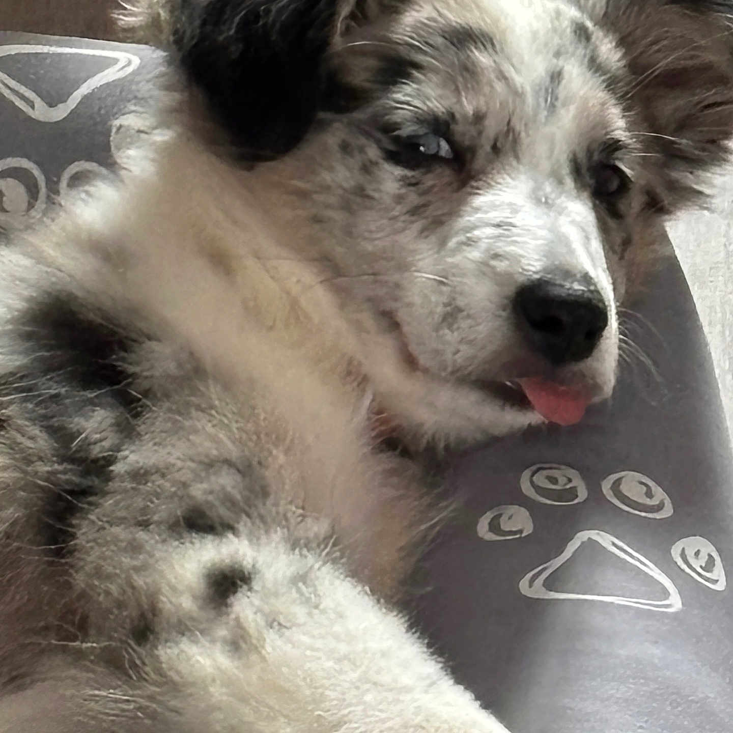 Dydy participe au concours pour gagner de l'argent avec cette photo : dog, puppy, fluffy, white_fur, black_fur, brown_fur, tongue, lying_down, sleepy, relaxed, close_up, pet, animal, paw_prints, pet_bed, indoors, portrait, adorable, side_eye, soft_lighting