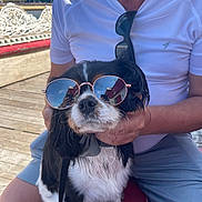Buddie is registered to the contest to win money with this photo: accessory, bench, black_and_white_dog, calm, casual_clothing, close_up, dog, holding, leash, outdoor, person, pet, reflection, seated, shorts, summer, sunglasses, sunny, white_shirt, wooden_deck