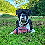 Yoshi joined the competition — help win amazing prizes! dog, black_and_white, outdoor, grass, football, sport, animal, pet, nature, daylight, tree, field, play, collar, muzzle, canine, park, resting, summer, closeup