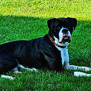 Yoshi is registered to the contest to win money with this photo: dog, black_and_white, grass, outdoor, collar, pet, canine, animal, lying_down, stick, nature, summer, greenery, muzzle, portrait, resting, sunlight, paw, fur, watchful
