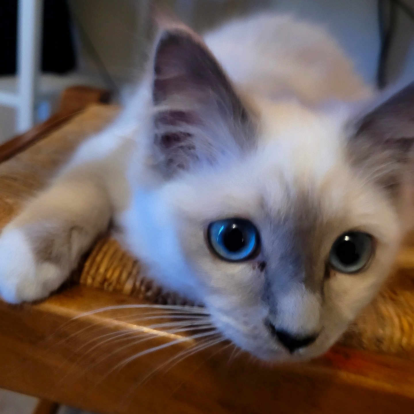 Alaska participe au concours pour gagner de l'argent avec cette photo : animal, blue_eyes, cat, close_up, curious, cute, domestic_animal, ears, face, feline, furniture, household, indoor, paw, pet, resting, soft_focus, whiskers, wooden_chair, young_cat
