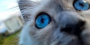 Alaska participe au concours pour gagner de l'argent avec cette photo : animal, blue_eyes, blurred_background, cat, close_up, curious, cute, eye, face, feline, fur, mammal, nature, nose, outdoor, pet, portrait, soft_focus, whisker, whiskers