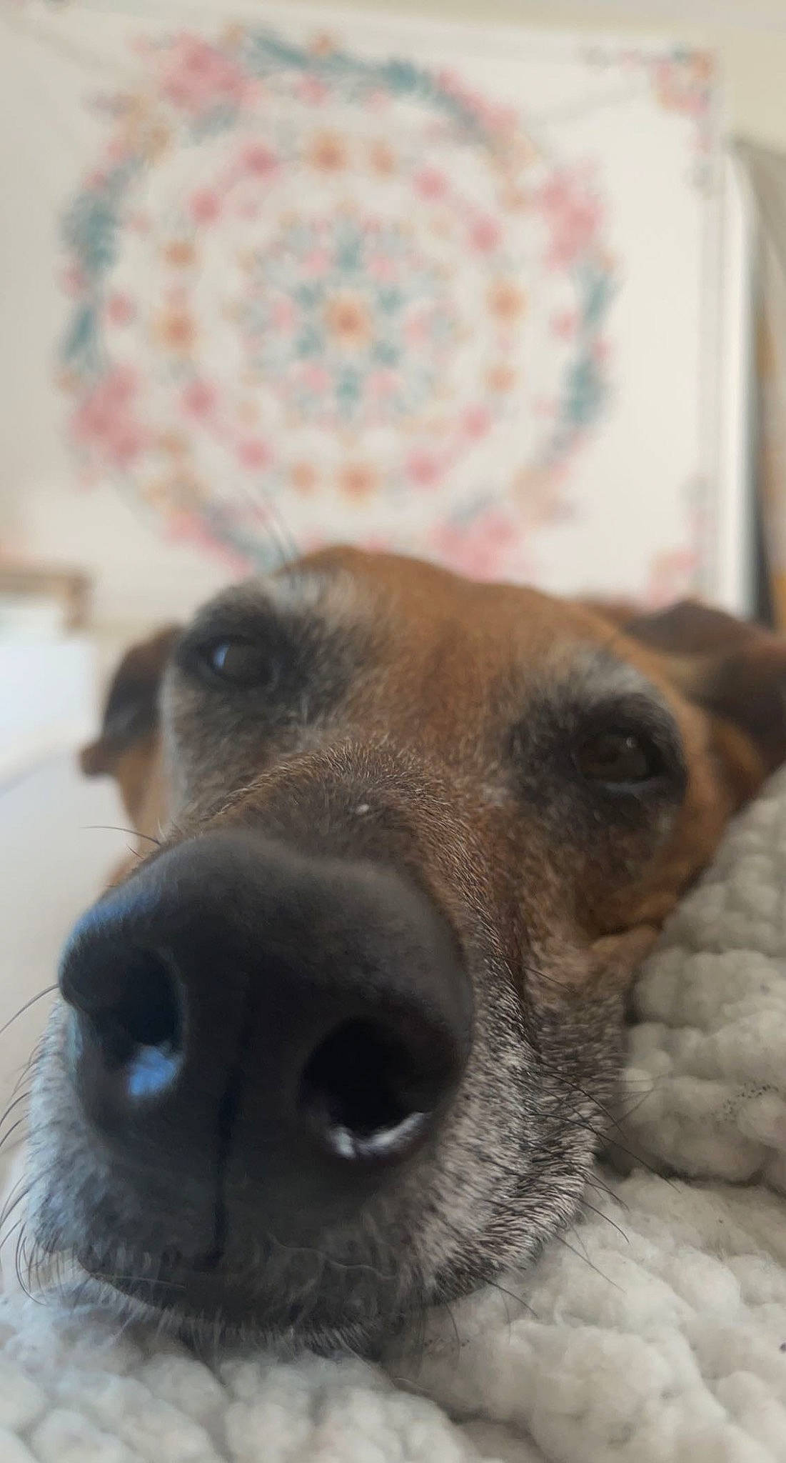 Molly Moo is registered to the contest to win money with this photo: canidae, carnivore, close_up, companion_dog, dog, dog_breed, ear, fawn, fur, paw, snout, sporting_group, street_dog, terrestrial_animal, whiskers, working_animal