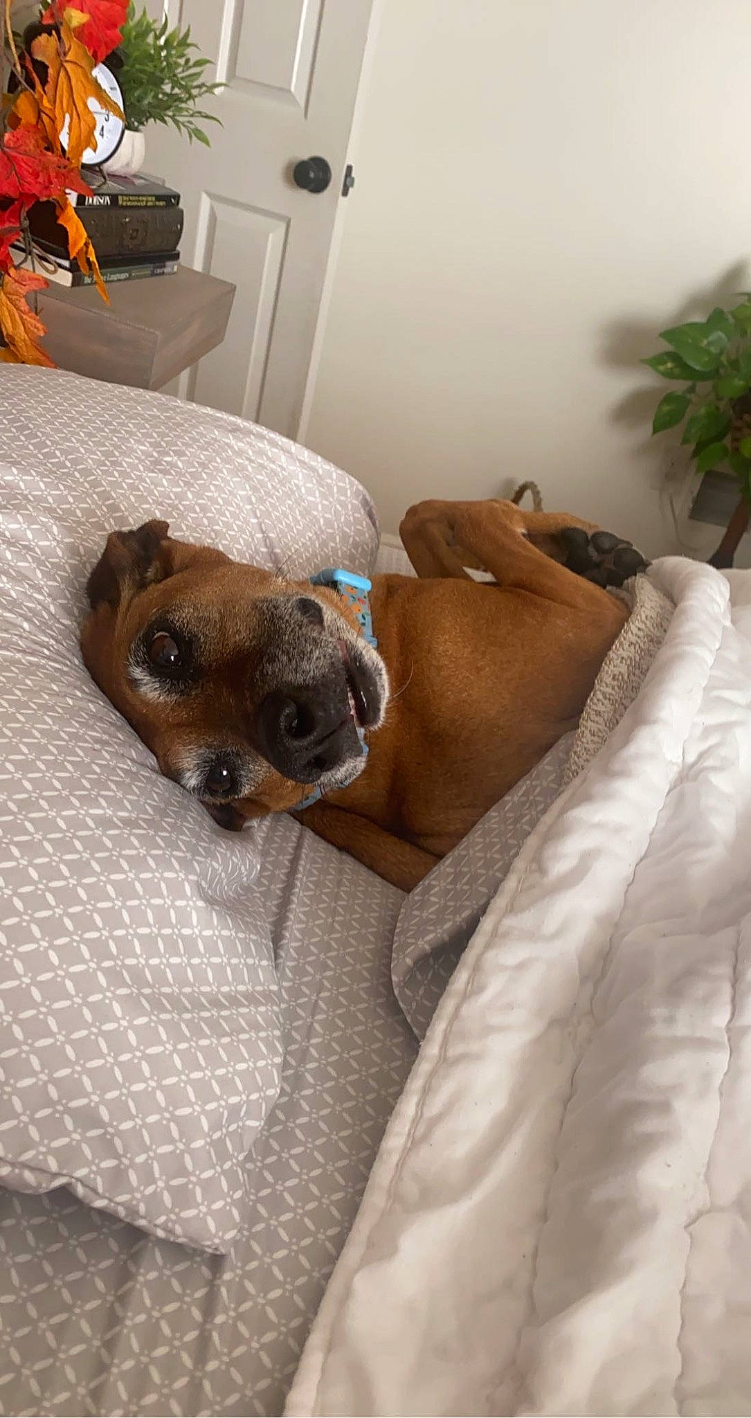 Molly Moo is registered to the contest to win money with this photo: bed, bedding, carnivore, chihuahua, comfort, companion_dog, couch, dog, dog_breed, dog_supply, duvet, fawn, houseplant, linens, plant, room, snout, toy_dog, whiskers, working_animal