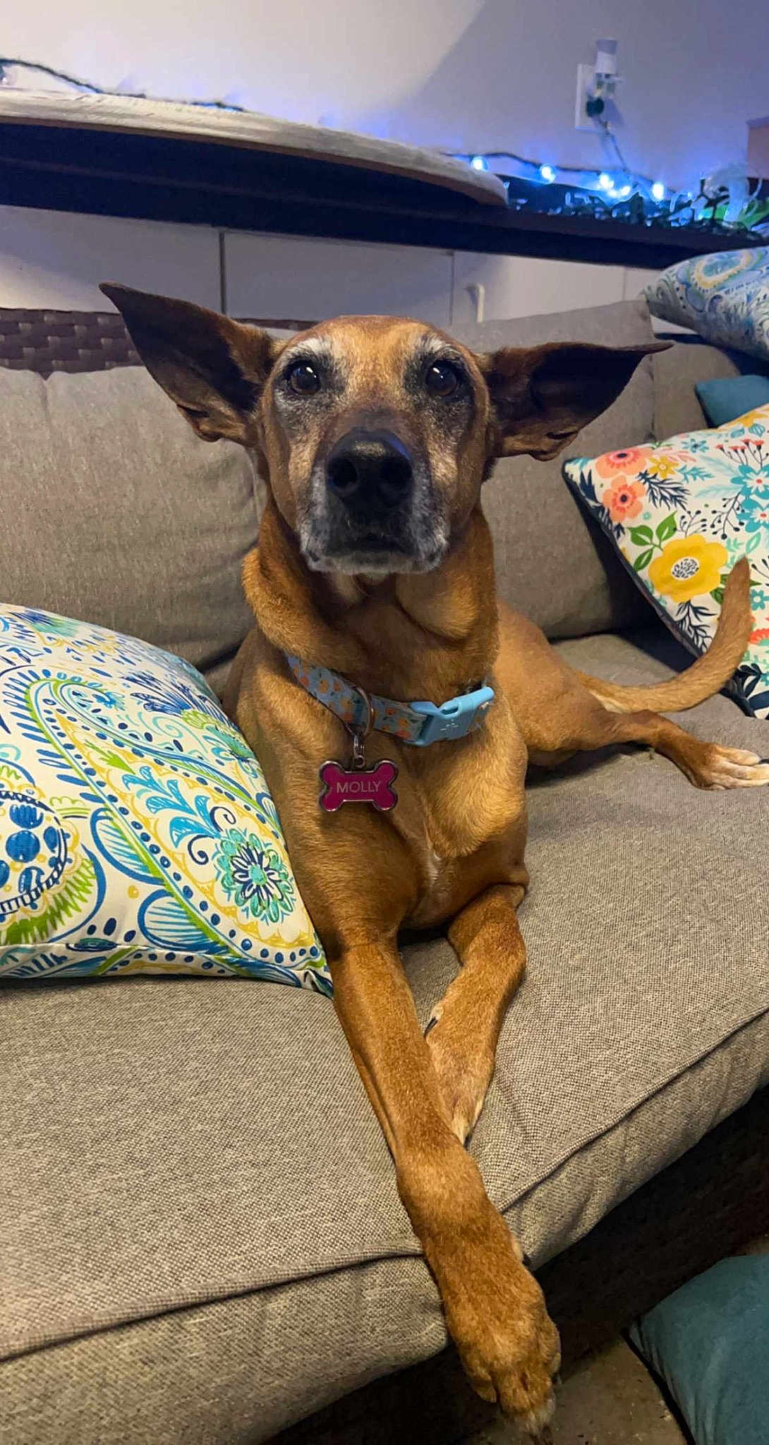 Molly Moo