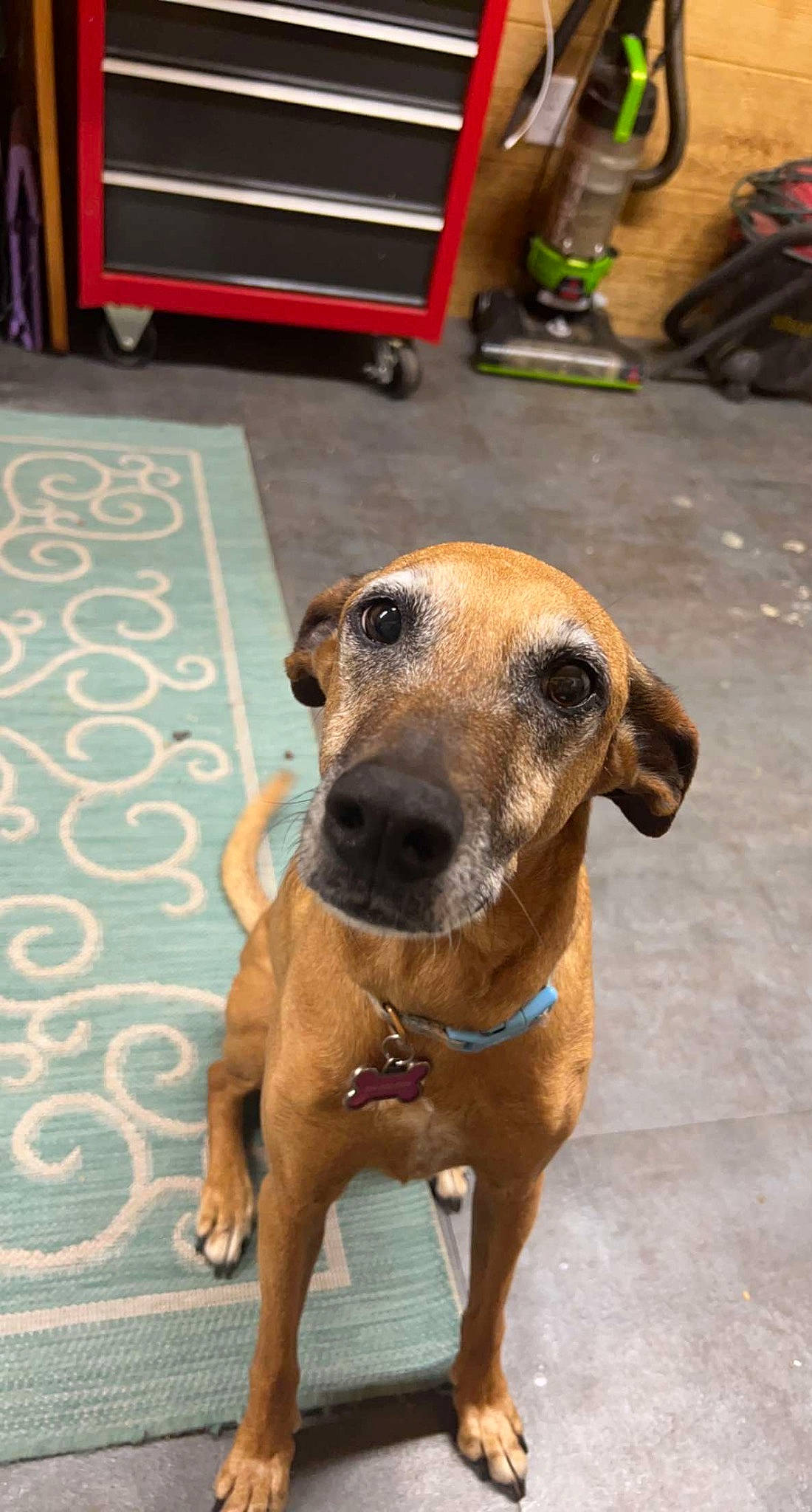 Molly Moo joined the competition — help win amazing prizes! bookcase, canidae, carnivore, collar, companion_dog, dog, dog_breed, dog_collar, dog_supply, fawn, flooring, guard_dog, liver, pet_supply, shelf, snout, sporting_group, whiskers, working_animal, working_dog