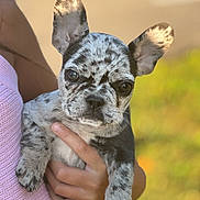 Nymera is registered to the contest to win money with this photo: animal, blurred_background, close_up, cute, dog, ears, expression, french_bulldog, fur, hand, holding, merle, nature, outdoor, person, pet, pink_sweater, portrait, puppy, young