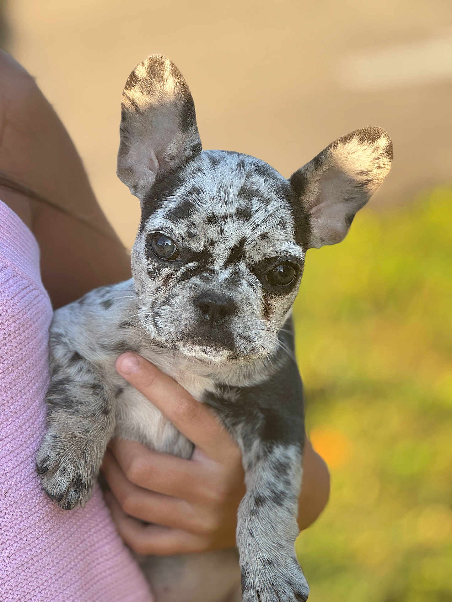 Nymera is registered to the contest to win money with this photo: animal, blurred_background, close_up, cute, dog, ears, expression, french_bulldog, fur, hand, holding, merle, nature, outdoor, person, pet, pink_sweater, portrait, puppy, young