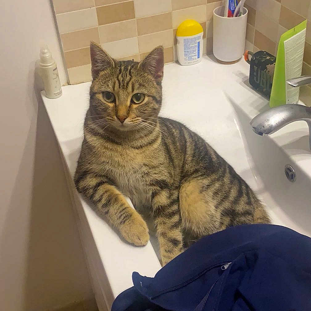 April participe au concours pour gagner de l'argent avec cette photo : animal, basin, bathing, bathtub, brush, cat, device, hardwood, kitten, person, pet, sink, sinkfaucet, stainedwood, tool, toothbrush, tub, window, windowsill, wood