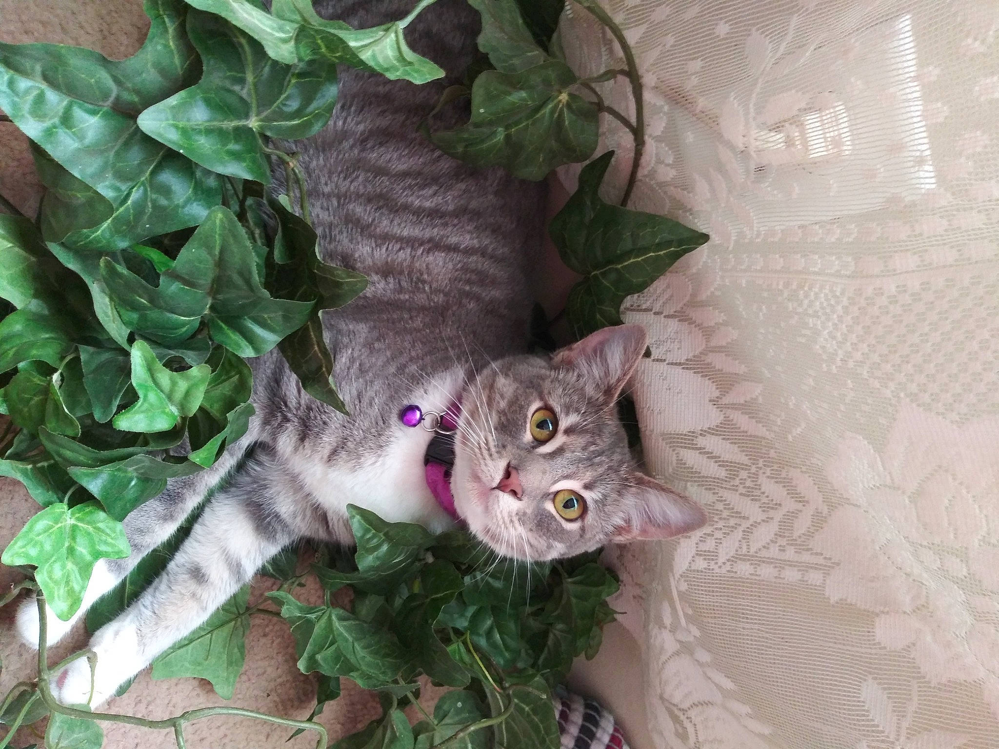 Spookie joined the competition — help win amazing prizes! annual_plant, carnivore, cat, domestic_short_haired_cat, felidae, flower, flowering_plant, fur, grass, groundcover, herb, houseplant, linens, pattern, plant, small_to_medium_sized_cats, tail, terrestrial_plant, tree, whiskers