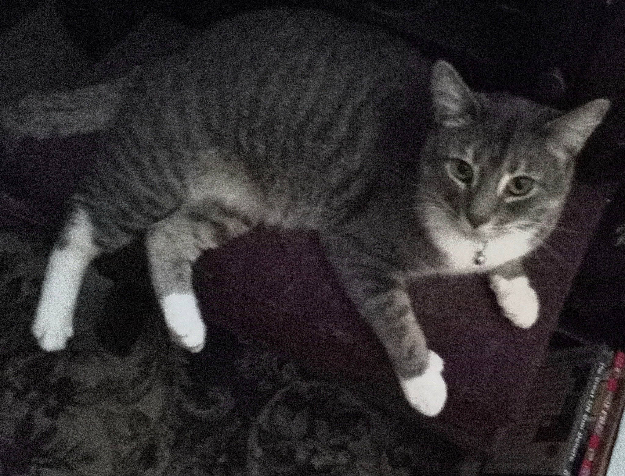 Spookie joined the competition — help win amazing prizes! carnivore, cat, darkness, domestic_short_haired_cat, felidae, fur, paw, small_to_medium_sized_cats, snout, tail, terrestrial_animal, tree, whiskers, wood