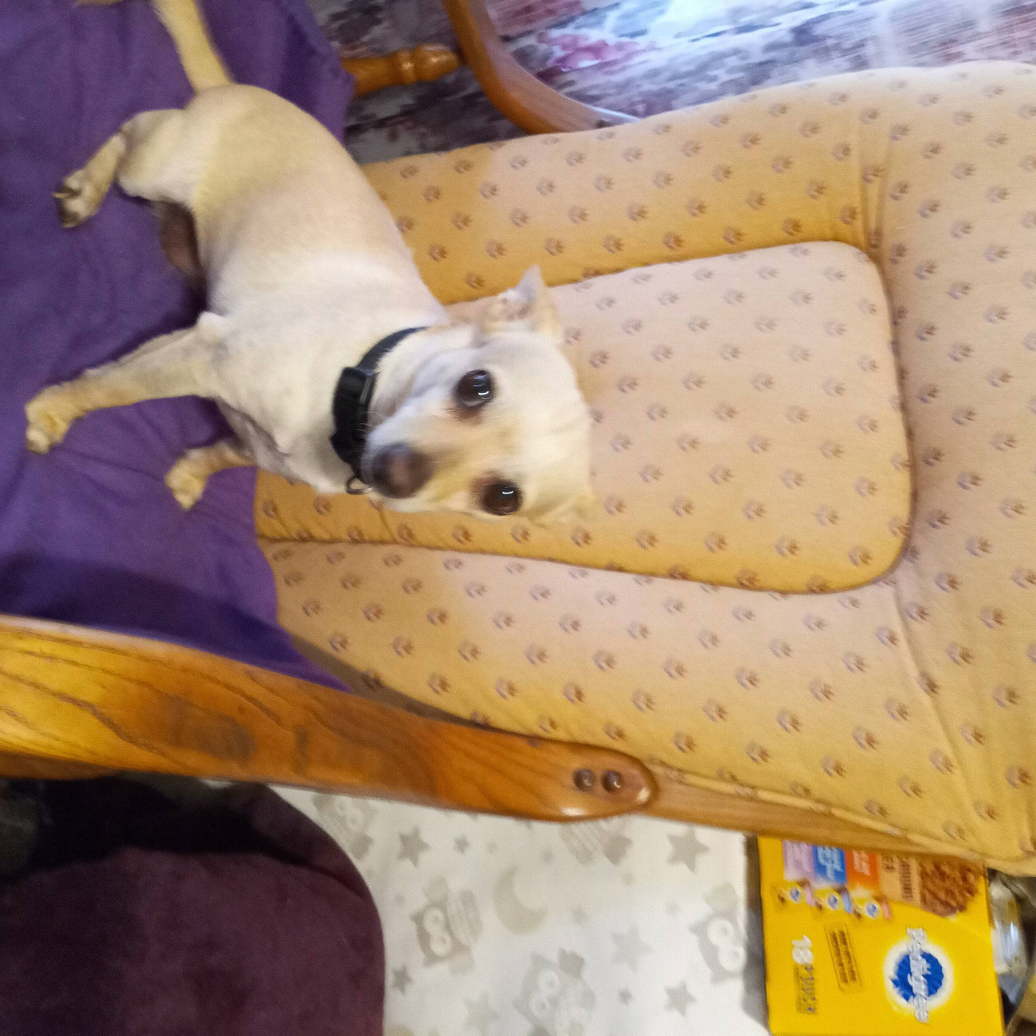 Sookie And Athena is registered to the contest to win money with this photo: carnivore, collar, comfort, companion_dog, couch, dog, dog_breed, dog_supply, fawn, felidae, linens, mammal, pattern, pet_supply, sporting_group, tail, toy_dog, vertebrate, wood, working_animal