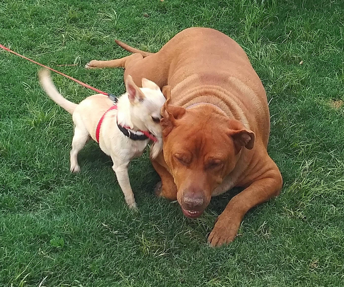 Sookie And Athena is registered to the contest to win money with this photo: ancient_dog_breeds, canidae, carnivore, collar, companion_dog, dog, dog_breed, dog_collar, dog_supply, dogo_guatemalteco, fawn, grass, hunting_dog, non_sporting_group, snout, tail, terrestrial_animal, working_animal, working_dog