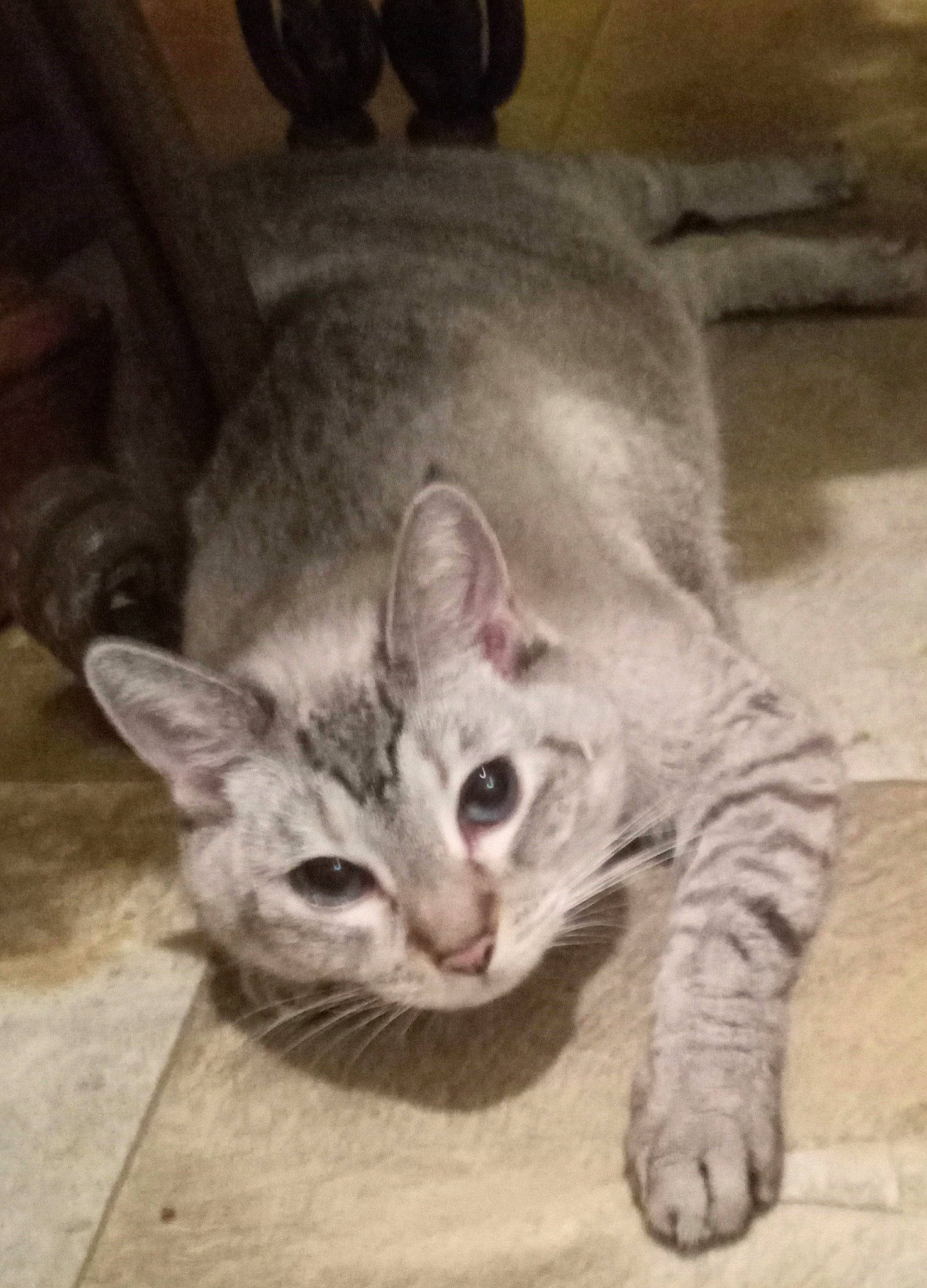 Pandora joined the competition — help win amazing prizes! carnivore, cat, claw, comfort, curious, domestic_short_haired_cat, ear, eye, fawn, felidae, fur, head, jaw, paw, photo_caption, small_to_medium_sized_cats, snout, tail, whiskers