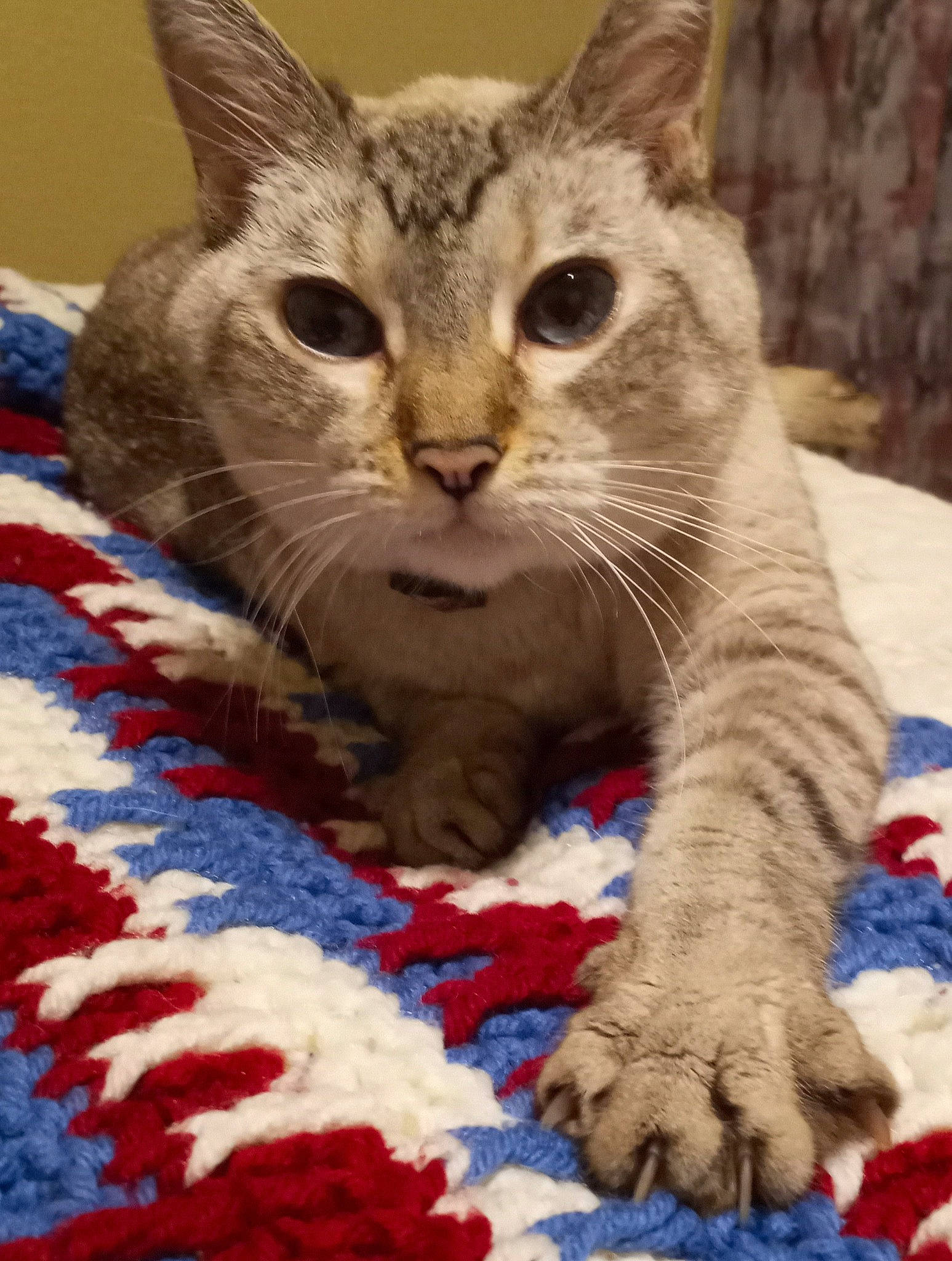 Pandora joined the competition — help win amazing prizes! carnivore, cat, cat_bed, cat_supply, claw, comfort, domestic_short_haired_cat, fawn, felidae, fur, linens, pattern, paw, small_to_medium_sized_cats, snout, tail, whiskers, wool, woolen, woven_fabric