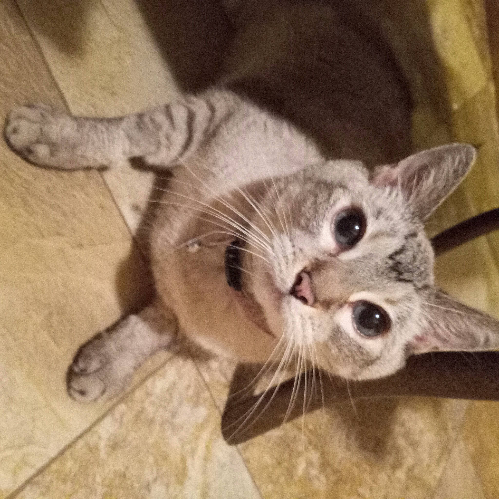 Pandora joined the competition — help win amazing prizes! carnivore, cat, cat_toy, claw, comfort, domestic_short_haired_cat, ear, felidae, flooring, foot, fur, hardwood, head, paw, plant, small_to_medium_sized_cats, snout, tail, whiskers, wood