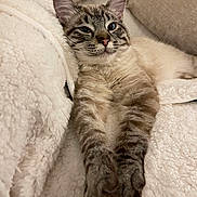 Jasper joined the competition — help win amazing prizes! cat, feline, pet, animal, fluffy, paws, relaxed, sleepy, cozy, blanket, indoor, cute, tabby, striped, whiskers, ears, face, resting, couch, fur