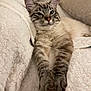 cat, feline, pet, animal, fluffy, paws, relaxed, sleepy, cozy, blanket, indoor, cute, tabby, striped, whiskers, ears, face, resting, couch, fur