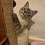 Jasper is registered to the contest to win money with this photo: cat, kitten, scratching_post, indoor, feline, pet, curious, playful, fur, blue_eyes, litter_box, wall, texture, paw, climbing, young_animal, domestic_animal, cute, whiskers, ears