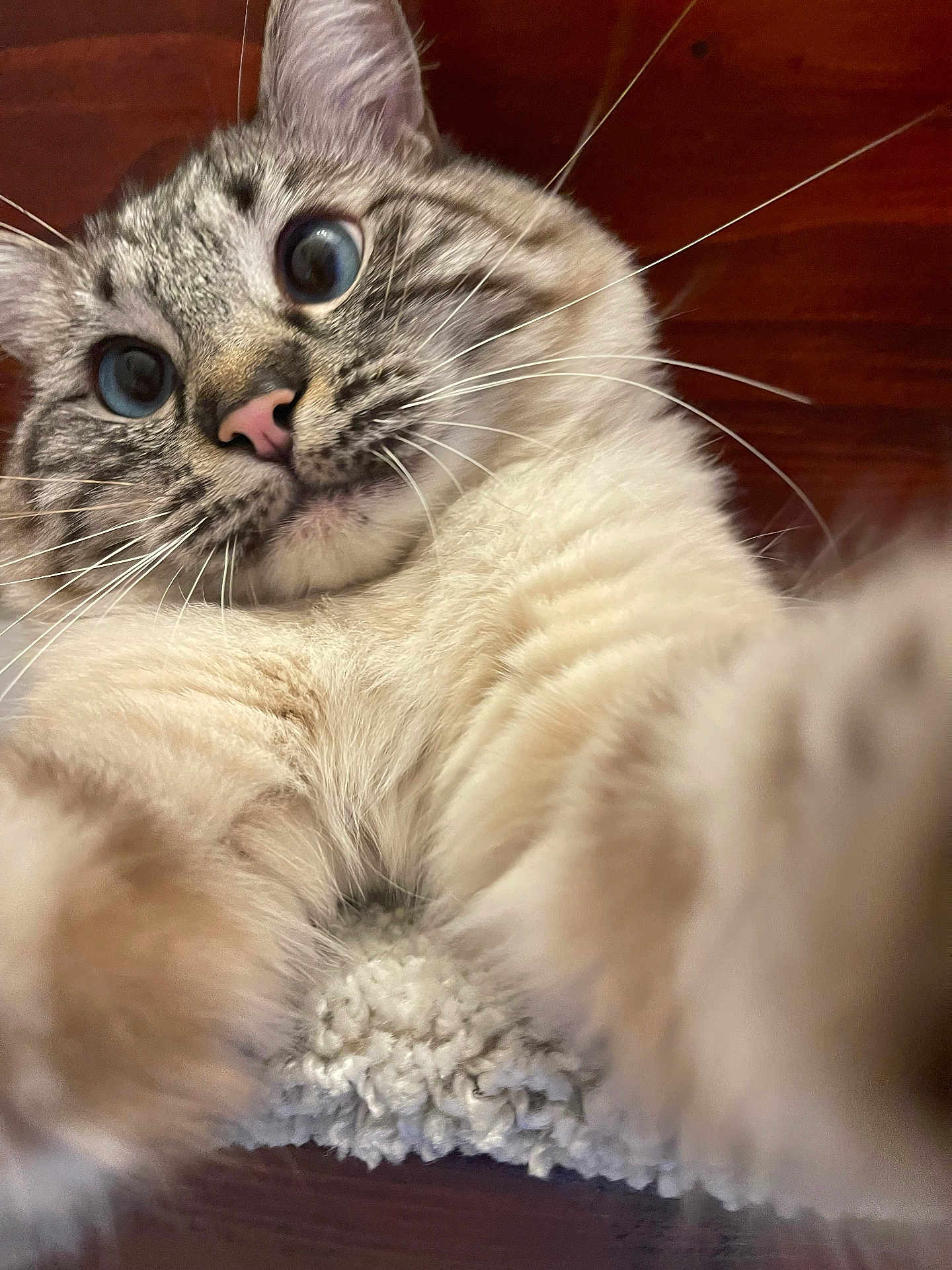 Jasper