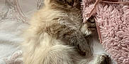 Jasper joined the competition — help win amazing prizes! kitten, cat, blue_eyes, fluffy, bedspread, blanket, pink, ribbon, fur, pet, cute, relaxed, indoor, cozy, animal, mammal, young, lying_down, soft, domestic