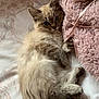 kitten, cat, blue_eyes, fluffy, bedspread, blanket, pink, ribbon, fur, pet, cute, relaxed, indoor, cozy, animal, mammal, young, lying_down, soft, domestic