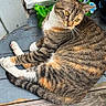 Nahla joined the competition — help win amazing prizes! animal, cat, cute, domestic, feline, fur, mammal, natural_light, outdoor, paws, pet, relaxed, resting, rustic, striped, tabby, tail, whiskers, wooden_floor, yellow_eyes