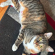 Nahla is registered to the contest to win money with this photo: animal, black_rug, cat, cozy, curious, floor, fur, gray_rug, home, indoor, laying_down, looking_at_camera, pet, red_rug, rug, striped_fur, tabby_cat, textured_rug, white_paws, yellow_eyes