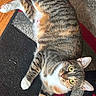 animal, black_rug, cat, cozy, curious, floor, fur, gray_rug, home, indoor, laying_down, looking_at_camera, pet, red_rug, rug, striped_fur, tabby_cat, textured_rug, white_paws, yellow_eyes