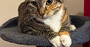 Nahla is registered to the contest to win money with this photo: animal, background, cat, cat_tree, cozy, cute, domestic_cat, ears, feline, fur, gray, indoor, looking_at_camera, paws, pet, portrait, relaxed, resting, tabby_cat, whiskers