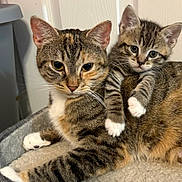 Nahla is registered to the contest to win money with this photo: cat, kitten, tabby, feline, pet, animal, cute, snuggling, fur, whiskers, ears, paws, indoor, resting, closeup, companion, mammal, sleeping_area, domestic, curious