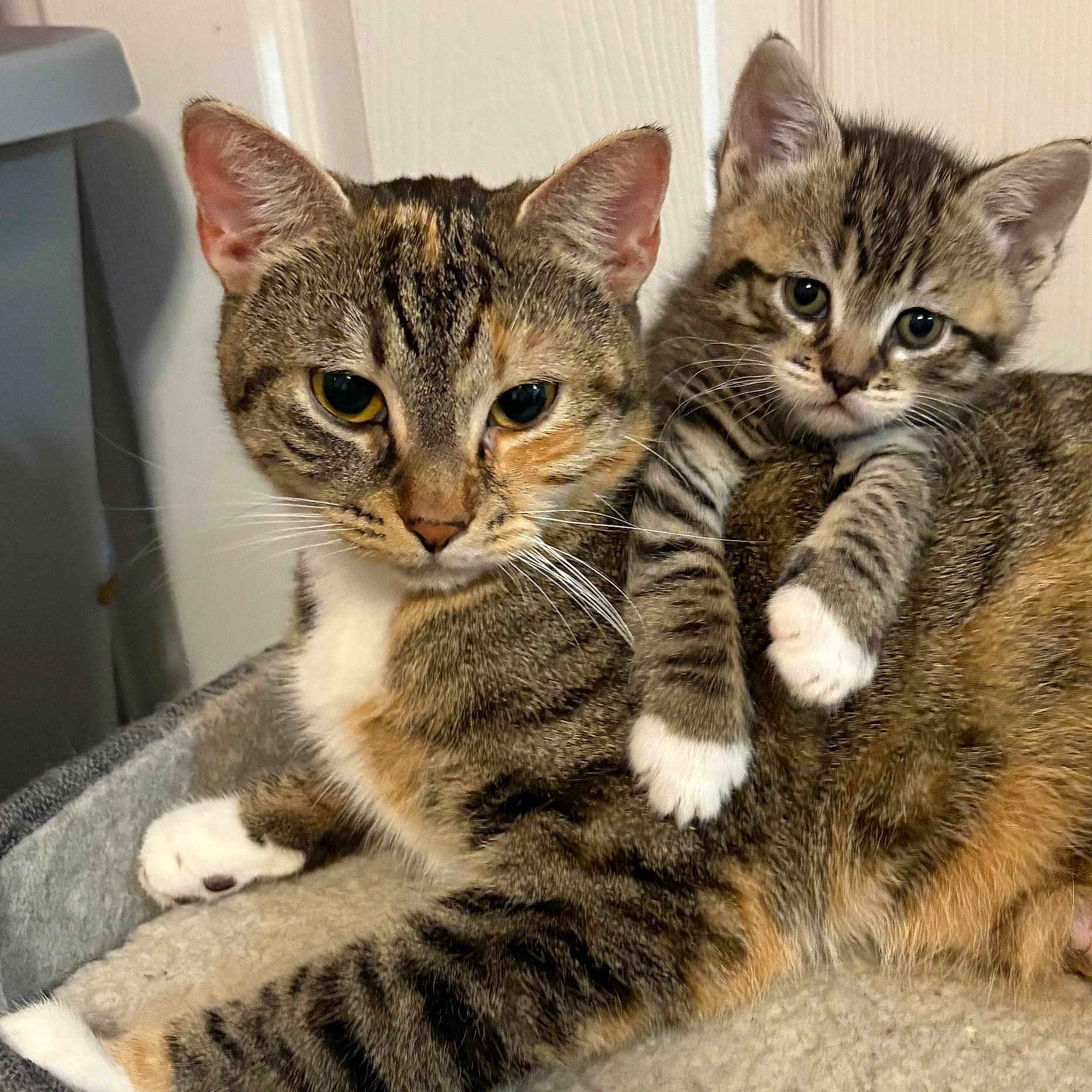 Nahla is registered to the contest to win money with this photo: cat, kitten, tabby, feline, pet, animal, cute, snuggling, fur, whiskers, ears, paws, indoor, resting, closeup, companion, mammal, sleeping_area, domestic, curious