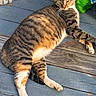 Nahla joined the competition — help win amazing prizes! animal, cat, closeup, content, cute, daylight, decor, feline, frog_planter, funny, green_planter, outdoor, pet, relaxed, resting, striped_fur, sunlight, tabby_cat, whimsical, wooden_porch