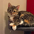Mytia H.