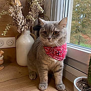 Nino a rejoint le concours — aidez-le/la à gagner de superbes lots ! cat, gray_cat, bandana, red_bandana, indoor, wooden_floor, window, potted_plant, cactus, vase, dried_flowers, home_decor, pet, animal, domestic_cat, looking_away, natural_light, cozy, cute, feline