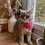 cat, gray_cat, bandana, red_bandana, indoor, wooden_floor, window, potted_plant, cactus, vase, dried_flowers, home_decor, pet, animal, domestic_cat, looking_away, natural_light, cozy, cute, feline