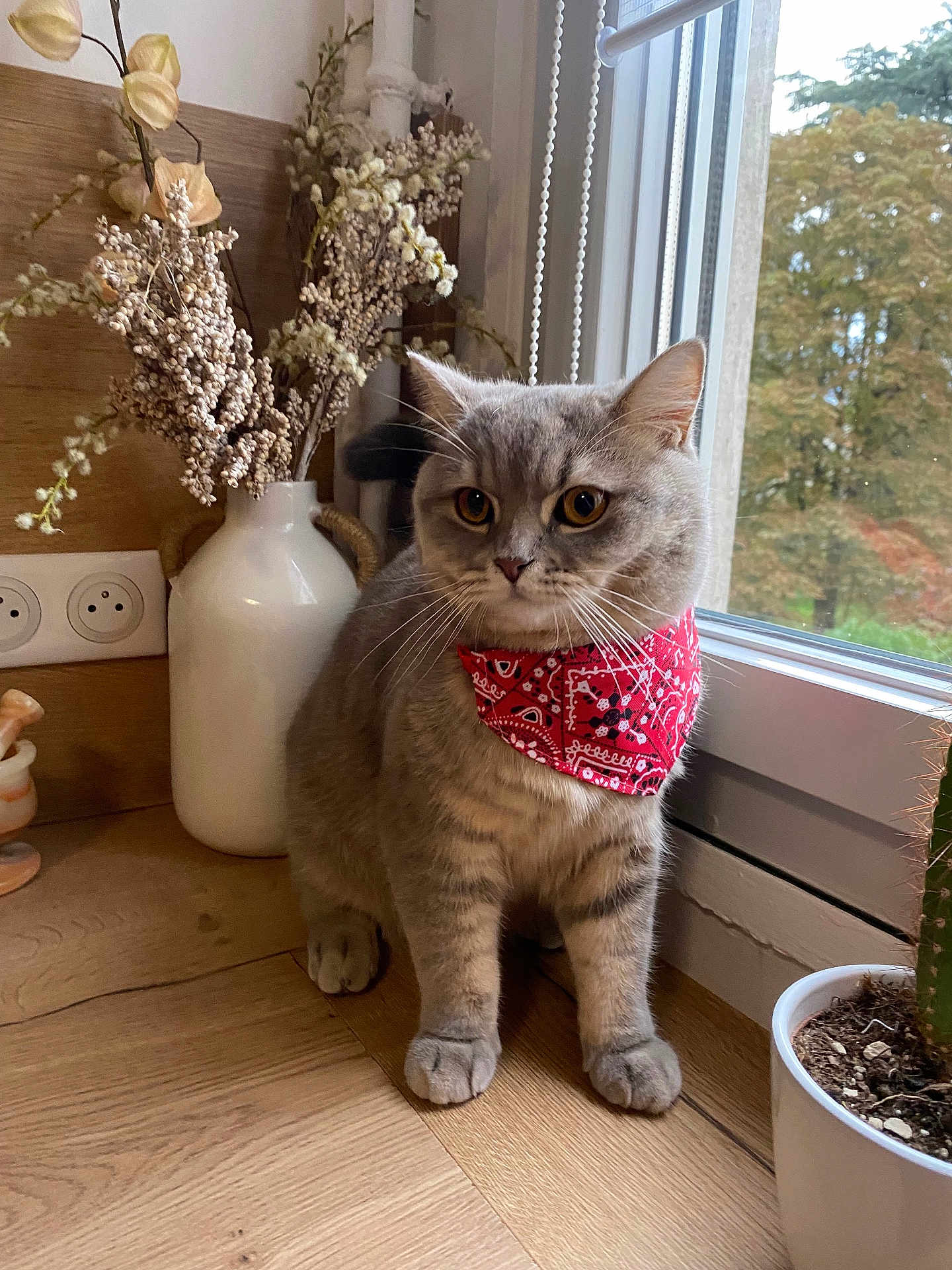 Nino a rejoint le concours — aidez-le/la à gagner de superbes lots ! cat, gray_cat, bandana, red_bandana, indoor, wooden_floor, window, potted_plant, cactus, vase, dried_flowers, home_decor, pet, animal, domestic_cat, looking_away, natural_light, cozy, cute, feline